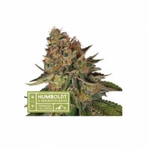 Seedstockers - Humboldt Blue Moby Regolare