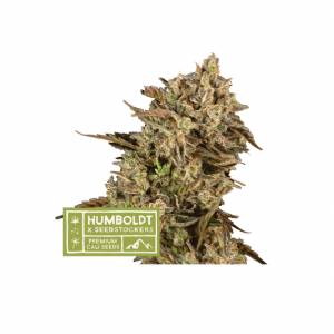 Seedstockers - Humboldt Apollo Black Cherry Regolare