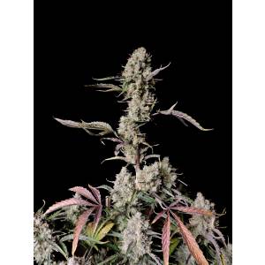 Fast Buds - Gorilla Zkittlez