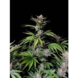 Fast Buds - Cherry Cola