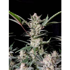 Fast Buds - Strawberry Gorilla