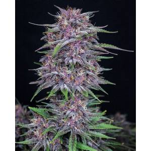 Fast Buds - Banana Purple Punch