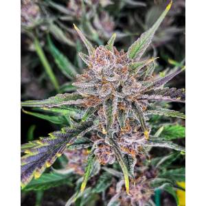 Fast Buds - Gorilla Punch