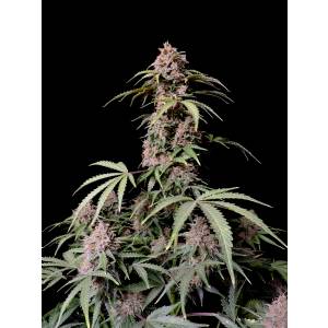 Fast Buds - Amnesia Zkittlez