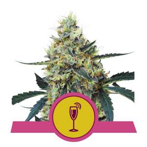 Royal Queen Seeds - Mimosa