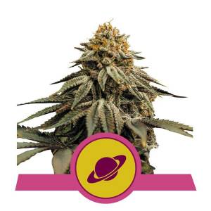 Royal Queen Seeds - Royal Skywalker