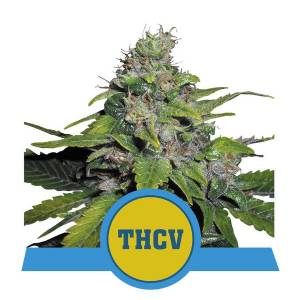 Royal Queen Seeds - Royal THCV