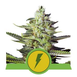 Royal Queen Seeds - North Thunderfuck Auto
