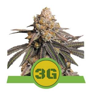 Royal Queen Seeds - Triple G Auto