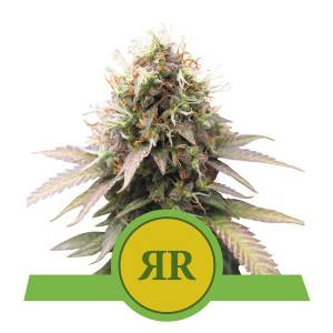 Royal Queen Seeds - Royal Runtz Auto