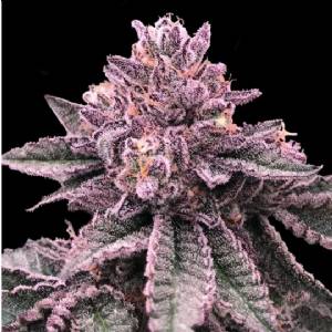 DNA Genetics - DNA Cake