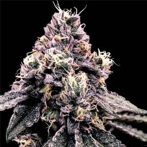 DNA Genetics - Kosher Pie