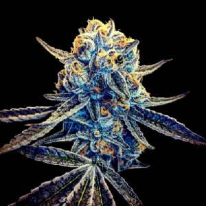 DNA Genetics - (CFF) Tangieland Regolare