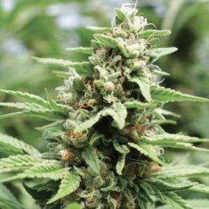 Humboldt Seed Company - Apricot Papaya