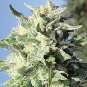 Humboldt Seed Company - Banana Mango