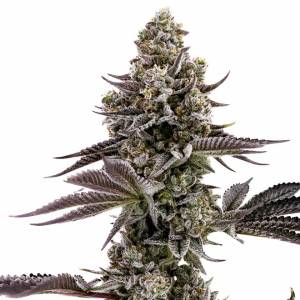 Humboldt Seed Company - Blueberry Cupcake