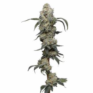 Humboldt Seed Company - Farmer s Daughter