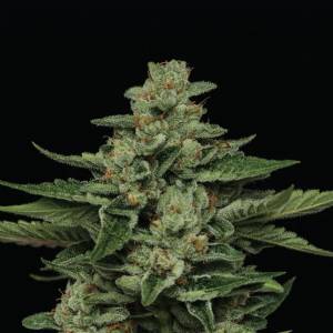 Humboldt Seed Company - Fortune Cookie