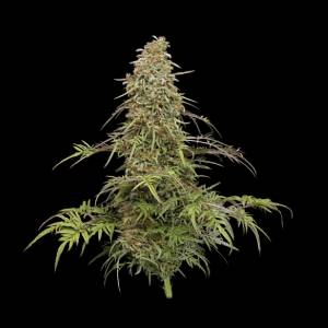 Humboldt Seed Company - Freakshow