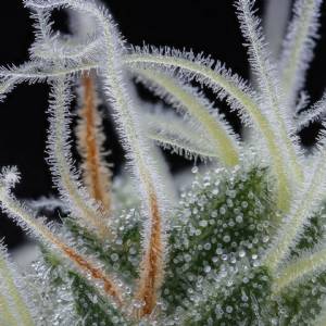 Humboldt Seed Company - Garlic Budder