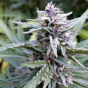 Humboldt Seed Company - HI-Biscus