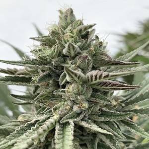 Humboldt Seed Company - Humboldt Pound Cake