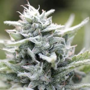 Humboldt Seed Company - Magic Melon