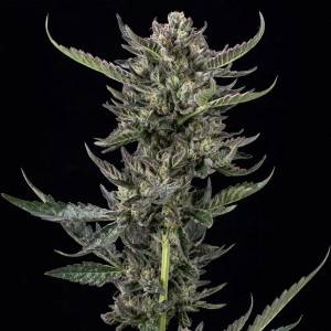 Humboldt Seed Company - Notorious THC