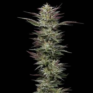 Humboldt Seed Company - Nutter Budder