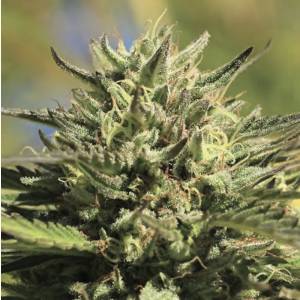 Humboldt Seed Company - OG Kush