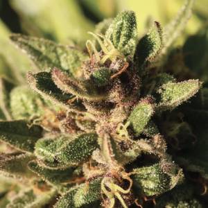 Humboldt Seed Company - Pineapple Muffin