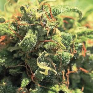 Humboldt Seed Company - Pineapple Upside Down Cake