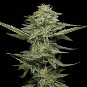 Humboldt Seed Company - Pistachio