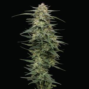 Humboldt Seed Company - Raspberry Parfait