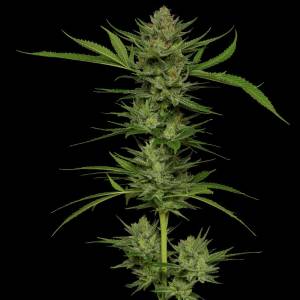 Humboldt Seed Company - Slightly Stoopid Fruits