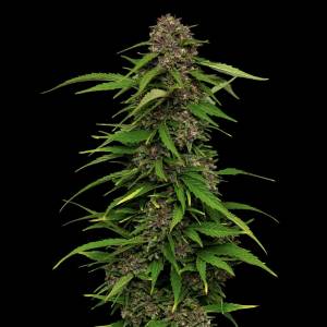 Humboldt Seed Company - Squirt