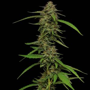 Humboldt Seed Company - Strawberry Cheesecake