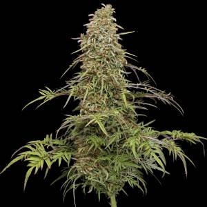 Humboldt Seed Company - Supafreak