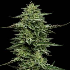 Humboldt Seed Company - The Bling