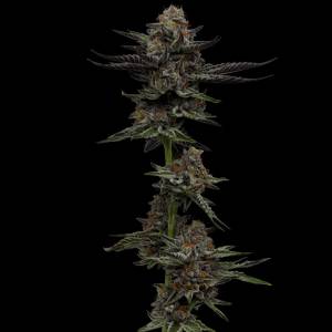 Humboldt Seed Company - Vanilla Creme Pie