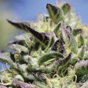 Humboldt Seed Company - Vanilla Frosting