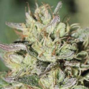 Humboldt Seed Company - Wedding Tree