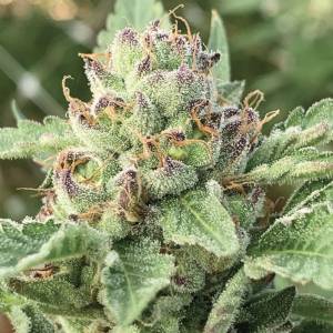 Humboldt Seed Company - Apple Blossom