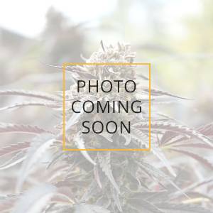 Humboldt Seed Organization - Cinnamon Buddha OG