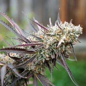 Humboldt Seed Organization - Ice Cream Cake Fast Flowering