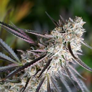 Humboldt Seed Organization - Peanut Butter Breath Fast Flowering