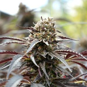 Humboldt Seed Organization - White Runtz Fast Flowering