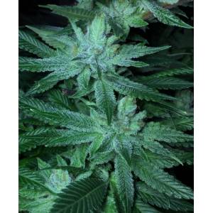 Ace Seeds - Pakistan Chitral Kush