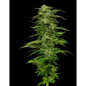 Humboldt Seed Company - Dream Queen Auto