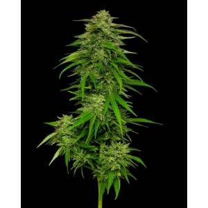 Humboldt Seed Company - Mango Sherbert Auto